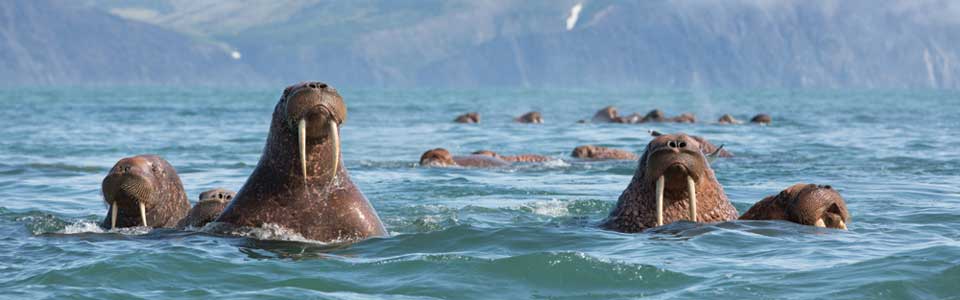 rencontres avec la faune sauvage